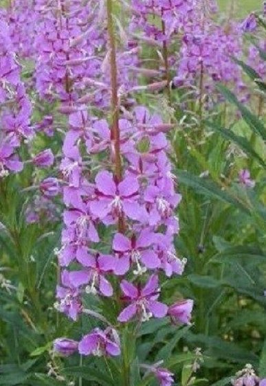 40 Pcs Seeds Epliobium Fireweed Fleischeri Perennial Flower Plant, Fireweed Seeds for Planting