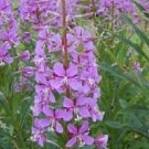 40 Pcs Seeds Epliobium Fireweed Fleischeri Perennial Flower Plant, Fireweed Seeds for Planting