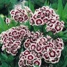 40 Pcs Seeds Holborn Dianthus Miniture Carnation Flower Plant, Dianthus Seeds for Planting