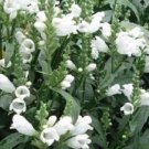 40 Pcs Seeds White Obedient Plant Flower, Obedient Seeds for Planting