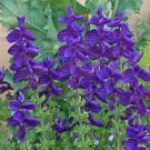 40 Pcs Seeds Blue Monday Salvia Perennial Flower, Salvia Seeds for Planting