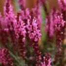 40 Pcs Seeds Salvia Rose Queen Perennial Flower, Salvia Seeds for Planting