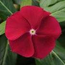 40 Pcs Seeds Cranberry Vinca Periwinkle Annual Flower, Vinca Seeds for Planting