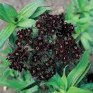 40 Pcs Seeds Dianthus Black Adder Barbatus Perennial Flower, Sweet William Seeds for Planting