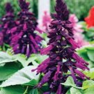 40 Pcs Seeds Salvia Salsa Purple Bi-Color Perennial Flower, Salvia Seeds for Planting