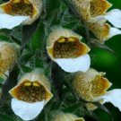 50 Pcs Seeds Bronze and White Foxglove Digitalis Flower, Foxglove Seeds for Planting