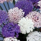 50 Pcs Seeds Didiscus Lacey Mix Flower, Didiscus Lacey Seeds for Planting