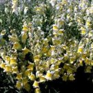 50 Pcs Seeds Lemon Sherbet Foxglove Biennial Flower, Foxglove Seeds for Planting