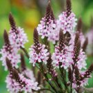 50 Pcs Seeds Verbena Pink Spires Annual Flower, Verbena Seeds for Planting