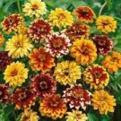 50 Pcs Seeds Zinnia Persian Carpet Mix Annual Flower, Zinnia Seeds for Planting