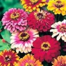 50 Pcs Seeds Zinnia Mix Annual Flower, Zinnia Seeds for Planting