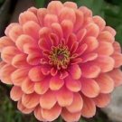 50 Pcs Seeds Zinnia Salmon Colored Flower, Zinnia Seeds for Planting