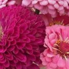 50 Pcs Seeds Zinnia Art Deco Mixed Flower Plant, Zinnia Seeds for Planting