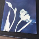 Cyanotype  flowers