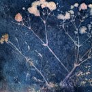 Cyanotype print 2