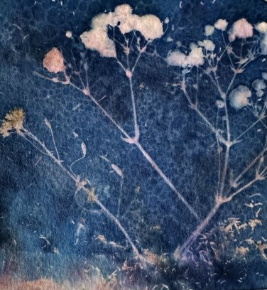 Cyanotype print 2
