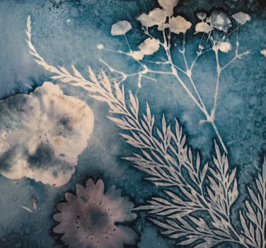 Cyanotype 6