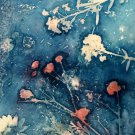 Cyanotype 8