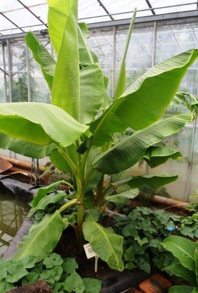 Banana Tree 4" Tall Dwarf Cavendish Plant Musa Live Plant, Banana Fruit Plant