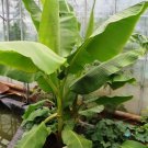 Banana Tree 4" Tall Dwarf Cavendish Plant Musa Live Plant, Banana Fruit Plant