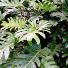 Xanadu Live Plant 7" Tall Philodendron Plant, Philodendron Bipinnatifidum Plant