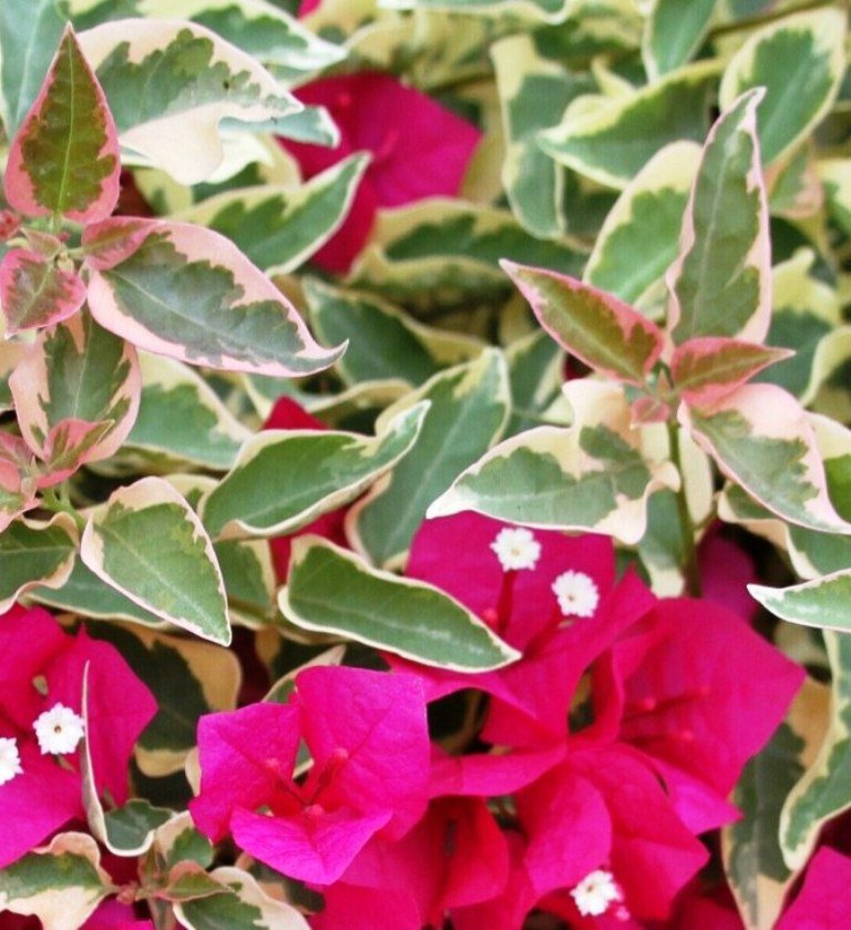 Raspberry Ice Live Plant 5" Tall Bougainvillea Plant, Bougainvillea Raspberry Ice Flower Plant