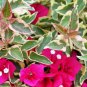 Raspberry Ice Live Plant 5" Tall Bougainvillea Plant, Bougainvillea Raspberry Ice Flower Plant