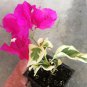 Raspberry Ice Live Plant 5" Tall Bougainvillea Plant, Bougainvillea Raspberry Ice Flower Plant