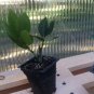 Bay Leaf Tree Live Plant 4" Tall Laurus nobilis Plant Bay Laurel or Sweet Bay