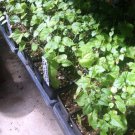 Dwarf Everbearing Plant 4" Tall Mulberry Tree , Morus nigra, Mulberry Plant Live