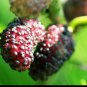 Dwarf Everbearing Plant 4" Tall Mulberry Tree , Morus nigra, Mulberry Plant Live