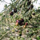 Manzanillo Plant Live Olive Tree 4" Tall Olea Europaea Plant