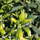 Arbequina Live Plant 5" Tall Olive Tree Plant Olea Europaea