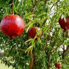 Pomegranate Plant Live 6" Tall Punica Granatum, Wonderful Pomegranate Fuit Plant