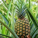 Ananas Comosus Plant 4" Tall Pineapple Fruit Plant, Elite Gold Pineapple