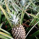 Sugarloaf Pineapple Plant 3" Tall Kona Sugarloaf Ananas Comosus