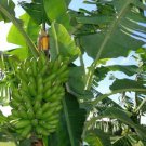 Banana Plant Live 6" Tall FH1A Goldfinger Banana Plant, Musa Live Plant