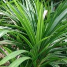Pandan Leaf Live Plant 5" Tall Pandanus Amaryllifolius Plant Live