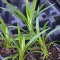 Pandan Leaf Live Plant 5" Tall Pandanus Amaryllifolius Plant Live