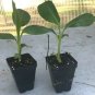 Banana Tree 6" Tall Grand Nain Musa, Chiquita Brand Variety