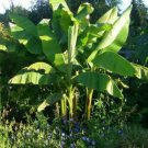 Banana Tree 4" Tall Basjoo Banana Tree, Musa Plant Live