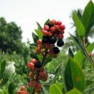 Blueberry Fruit Plant 5" Tall Summer Sunset Vaccinium , Rabbiteye