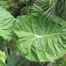 Elephant Ear Plant 6" Tall Colocasia Thai Giant Plant Live