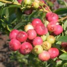 Blueberry Pink Lemonade 6" Tall Vaccinium Rabbiteye Plant Live