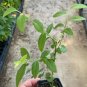Blueberry Pink Lemonade 6" Tall Vaccinium Rabbiteye Plant Live