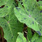Colocasia Esculenta Plant 3" Tall Mojito Elephant Ear PPAF Live Plant Starter, Elephant Ear Plant