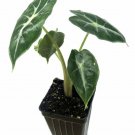 Alocasia Plant 2.5" Tall Mandalay Elephant Ear Live Plant