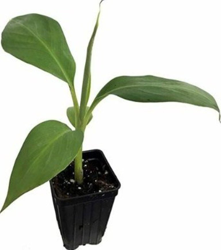 Musa Plant 2.5" Tall Blue Java - Ice Cream Banana Tree Live Plant, Banana Fruit Plant