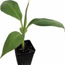 Musa Plant 2.5" Tall Blue Java - Ice Cream Banana Tree Live Plant, Banana Fruit Plant