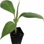 Musa Plant 2.5" Tall Blue Java - Ice Cream Banana Tree Live Plant, Banana Fruit Plant